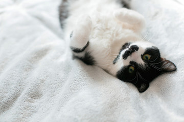 Sweet black and white cat with moustache resting on bed, sleeping in morning. Comfortable and cozy moment. Funny Sleepy cat. Cute kitty adorable sleeping on white bed. Space for text