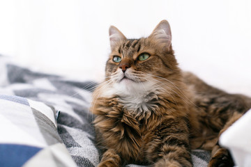 Cute cat sitting among pillows and relaxing at window in stylish room. Maine coon with serious emotions and funny expression looking with green eyes. Space for text. Fun moment