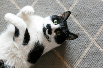 Cute cat lazy lying on stylish rug in the kitchen, top view. Sweet black and white kitty with...