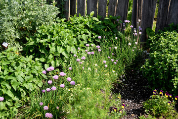 Bauerngarten, Kraeutergarten