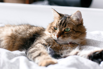 Naklejka premium Maine coon cat lying and relaxing on white bed in sunny bright stylish room. Cute cat with green eyes and with funny adorable emotions resting on comfortable bed. Space for text