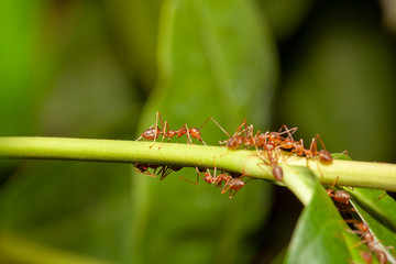 Close up red ant on  stick tree in nature at thailand