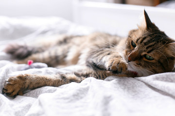 Maine coon cat playing with mouse toy and grooming on white bed in sunny stylish room. Cute cat...