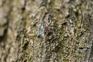 Fototapeta premium Kleine Insekten ganz groß