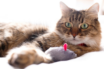 Cute cat playing with mouse toy on white bed in sunny stylish room. Maine coon with green eyes playing with with funny emotions on comfortable bed. Space for text .