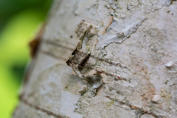 Kleine Insekten ganz groß