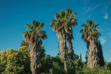 Fototapeta na wymiar Landscape with palm treetop on a farm