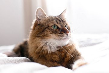 Cute cat relaxing on white bed in sunny bright stylish room. Maine coon with green eyes lying and looking with funny emotions on comfortable bed. Space for text