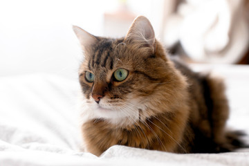 Cute cat relaxing on white bed in sunny bright stylish room. Maine coon with green eyes lying and looking with funny emotions on comfortable bed. Space for text