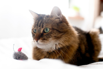 Naklejka premium Cute cat playing with mouse toy on white bed in sunny stylish room. Maine coon with green eyes playing with with funny emotions on comfortable bed. Space for text .