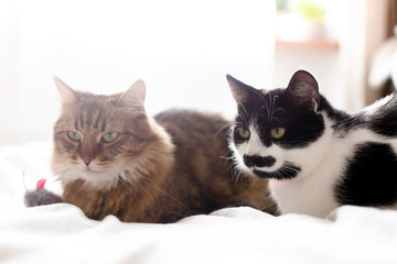 Fototapeta na wymiar Maine coon and black and white cat with moustache relaxing with funny faces on comfortable bed. Two cute cats sitting with toy mouse on white bed in sunny stylish room. Space for text