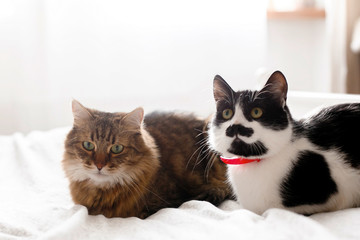 Two cute cats sitting and relaxing on white bed in sunny stylish room. Maine coon and cat with moustache resting with funny emotions on comfortable bed. Friends pets. Space for text