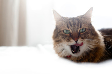 Maine coon cat licking and yawning after delicious meal on bed in sunny stylish room. Cute cat resting with funny adorable emotions on comfortable bed, showing tongue. Space for text