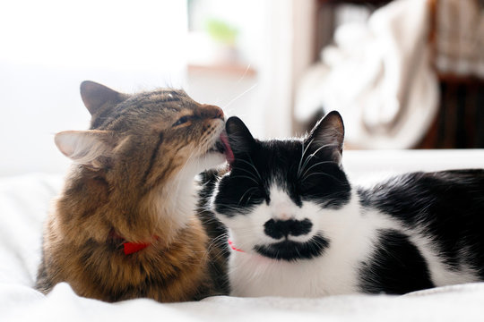 Two cute cats grooming on white bed in sunny stylish room. Maine coon licking and cleaning his funny friend cat with moustache,  sitting on comfortable bed. Pet love. Space for text