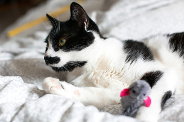 Cute black and white cat with moustache playing with mouse toy on bed. Funny kitty resting and playing on stylish sheets. Space for text.  Funny playful cat. Comfortable and cozy moment