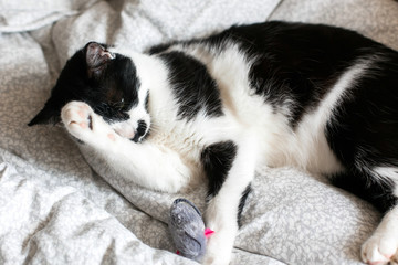 Cute black and white cat with moustache playing with mouse toy and licking paw, grooming on bed. Funny kitty resting and playing on stylish sheets. Space for text.  Comfortable  moment