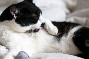 Cute cat with moustache grooming and playing with mouse toy on bed. Funny black and white kitty licking itself with pink tongue on stylish sheets. Space for text.  Comfortable  moment