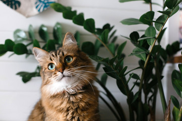 Fototapeta na wymiar Cute cat sitting under green plant branches on wooden shelf in stylish boho room. Maine coon with green eyes looking with funny emotions at zamioculcas leaves. Space for text