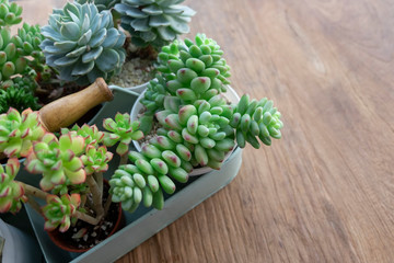 Top view of Mix Succulent Plants on Table Top Wooden Background