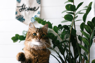 Fototapeta na wymiar Maine coon playing with paw and looking with funny emotions at zamioculcas leaves. Cute cat sitting under green plant branches on wooden shelf in stylish boho room. Space for text
