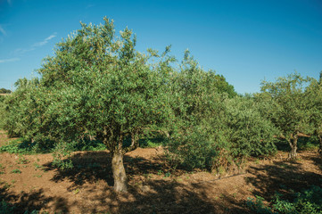 Fototapeta na wymiar Orchard with olive trees in a farm