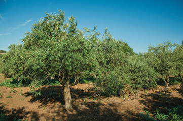 Orchard with olive trees in a farm