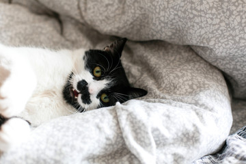 Cute cat with mustache lying and relaxing on bed, showing teeth. Funny black and white kitty with angry emotions resting on stylish sheets. Space for text. Fun moment