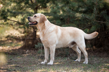 Naklejka na ściany i meble Beautiful dog breed Labrador in nature