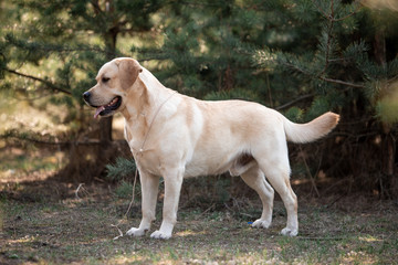 Beautiful dog breed Labrador in nature