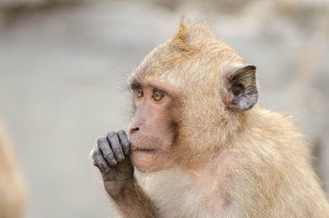 Monkey Thailand