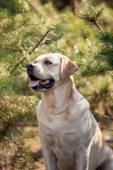 Beautiful dog breed Labrador in nature
