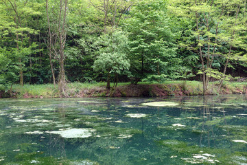Großer Weiher bei Hinterweidenthal