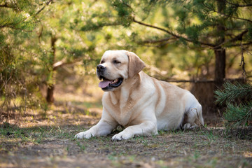 Beautiful dog breed Labrador in nature