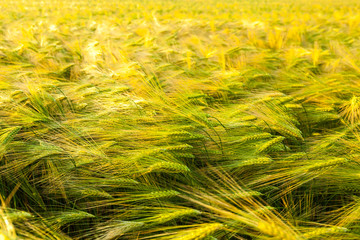 Wheat grows on the field. shot before sunset