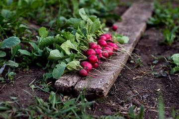 fresh radishes in the garden