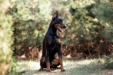 Beautiful dog breed Doberman on nature