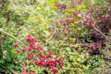 Obraz premium Branch heavily loaded with bright red ripe hawthorn berries