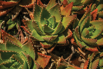 Close-up of prickly leaves of succulent plants