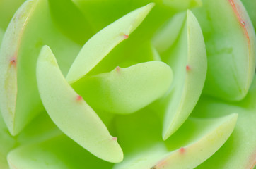 Select Focus of Light Green Echeveria Peach Pride Hybrid Succulent houspelant background