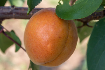 Apricot Branch With Ripe Fruit