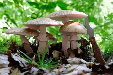 Amanita rubescens - edible toadstools with pocket knife