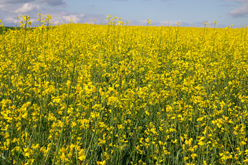Champ de colza