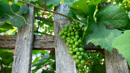 Bunch of green unripe grapes in grape leaves. Old wooden fence.