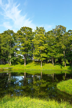 Reflection of linden trees in a pond in the city park of Tsarskoe Selo. Beautiful summer landscape. Early autumn. Natural background. Pushkin, St. Petersburg