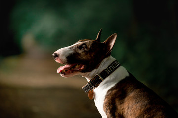 Beautiful dog breed bull terrier on nature