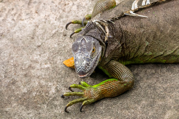 Close up dangerous reptile savagely/wildly looking you : Iguana wildlife