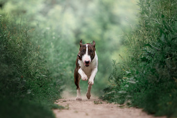 Beautiful dog breed bull terrier on nature