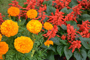  All flowers in beautiful nature