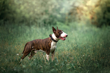 Beautiful dog breed bull terrier on nature