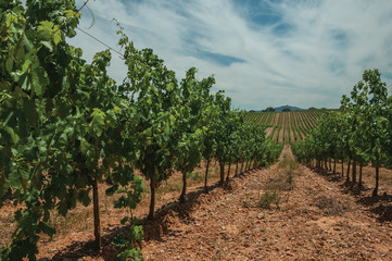 Fototapeta na wymiar Parallel vines going up the hill in a vineyard near Estremoz